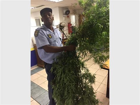 30kg of dagga plants found at Bryanston construction site | Sandton Chronicle