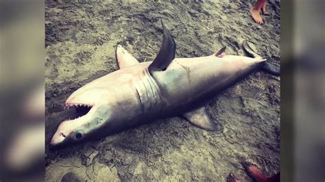 Great White Shark Washes Up On Carlsbad Beach