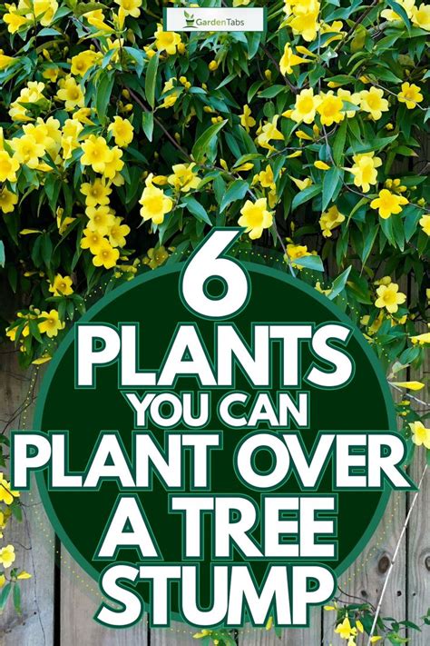 Plants You Can Plant Over A Tree Stump Gardentabs Tree Stump