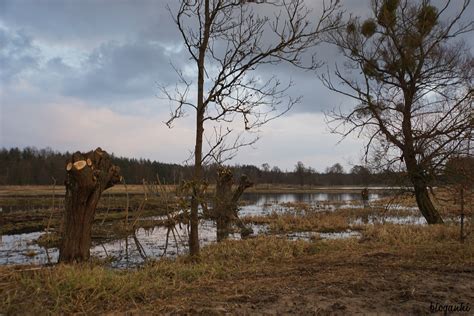 Granica i Zamość jeszcze senne Przedwiośnie w Puszczy Kampinoskiej