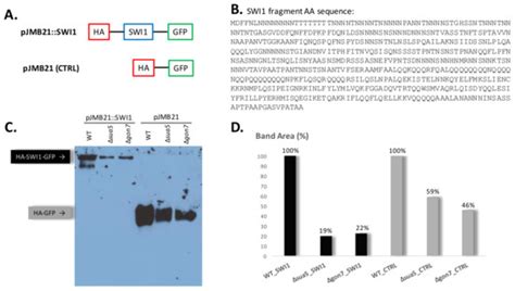 Biomolecules Free Full Text Loss Of Elongator And KEOPS Dependent