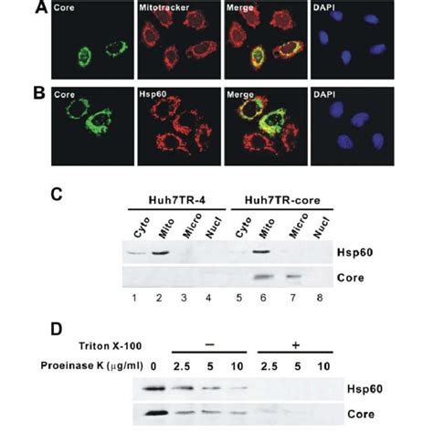 HCV Core Protein Induces ROS Production Through Its Direct Interaction