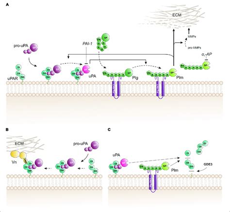 Biochemical Pathways For Proteolytic Function S Of UPAR On The Cell