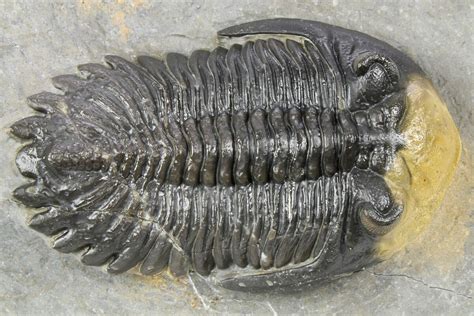 Spiny Comura Trilobite With Hollardops Ofaten Morocco For