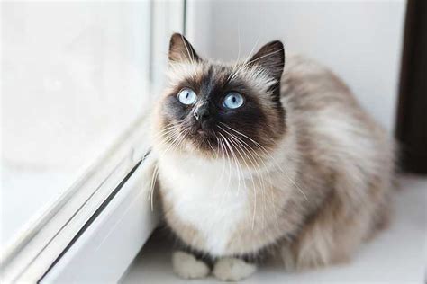 Birman Cat Breed Profile Personality Care Pictures