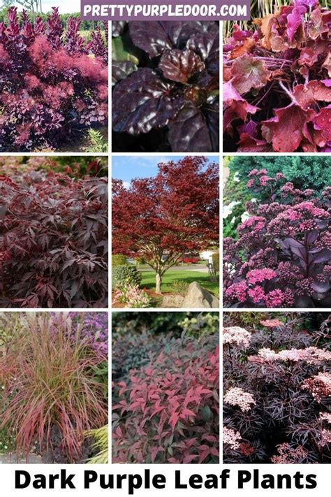 15 Unique Plants With Burgundy Leaves Showstoppers Red Shrubs