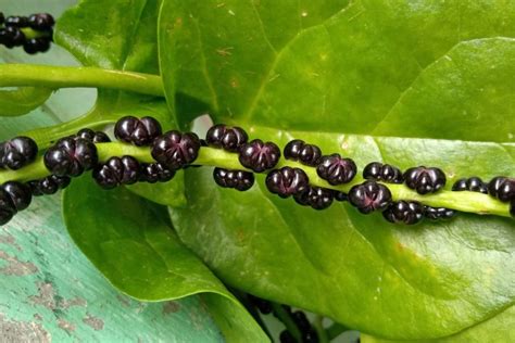 Malabar Spinach Planting Harvesting And Care Tips Plantura