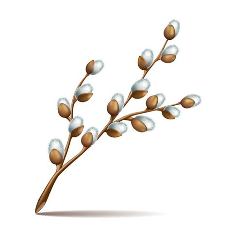 Premium Vector Spring Twigs Easter Blossom Pussy Willow Tree