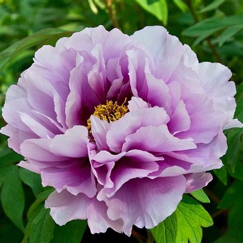 Buskpion Plantering Och Skötsel Växtguide Från Plantagen Blommor