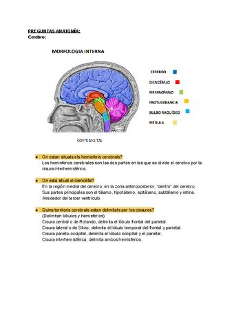 Preguntas ANATO REPASO EXAMEN FINAL Pdf