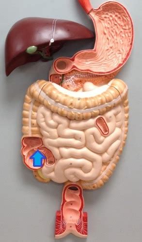 Lab Practical 6 Digestive System Large Intestine Flashcards Quizlet