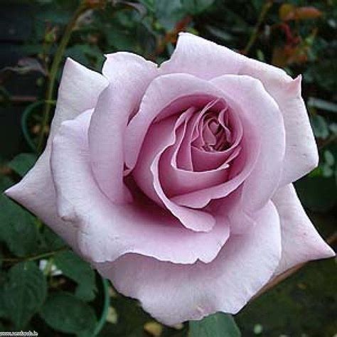 Blue Moon Hybrid Tea Rose Hybrid Tea Roses Blue Moon Rose Rose