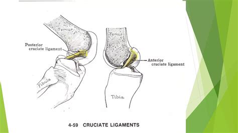 Knee Ligament Injuries Pptx