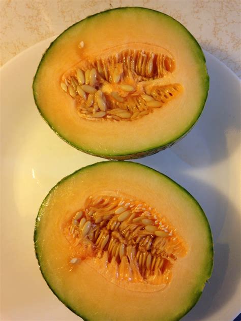 Melon Plant – The Nutritional Gardener