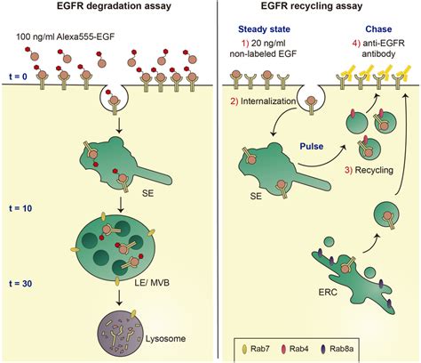 Schematics Of Egfr Degradation And Recycling Assays Left Under