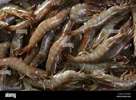 Penaeus Vannamei Prawns Shrimps Pattern Texture Background Stock Photo