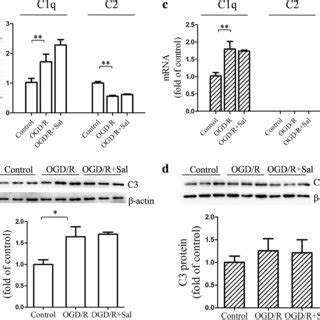 Salidroside Sal Prevents Increases In Adhesion Molecules Caused By