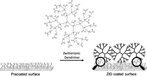 1 Schematic Representation Of The Immobilization Of Zid On A Surface