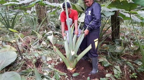 Talas Belitung Hasil Pertanian Yang Menjanjikan Dan Menguntungkan Hasil Pertanian Bisa