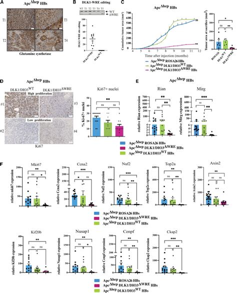 Dlk Dio Locus Upregulation By A Catenin Dependent Enhancer Drives