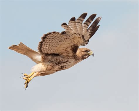 Red Tailed Hawk 107 Red Tailed Hawk Take Off Weld County Mike