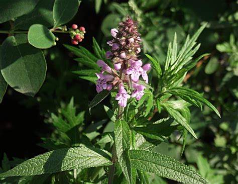 CZYŚCIEC BŁOTNY STACHYS PALUSTRIS Zielnik Karpacki pl