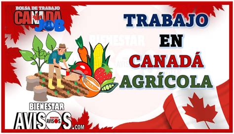 Trabajo En Canad Agr Cola Enero Avisos Bienestar