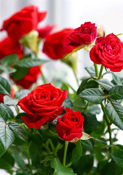 Flores Bonitas Y Con Significado Para Regalar El D A De La Madre