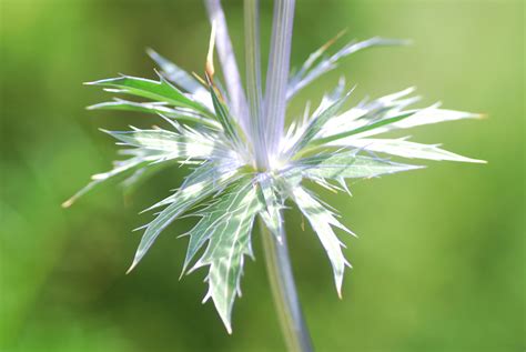 Fondos de pantalla hojas naturaleza césped fotografía rama verde