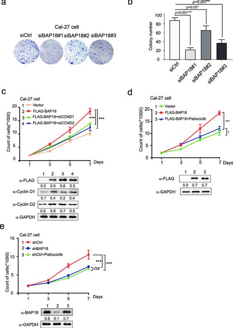 Bap18 Promotes The Cell Proliferation In Oscc Derived Cell Lines A