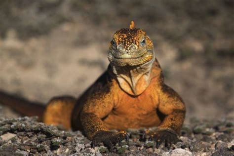 Wildlife Adventure in the Galápagos Islands