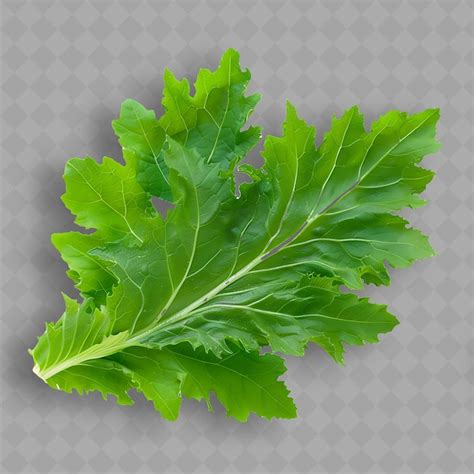 Premium PSD A Green Parsley Leaf With A White Background