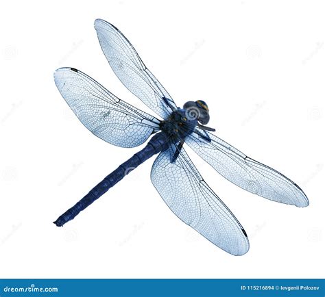 Flatlay Of Beautiful Blue Dragonfly Isolated On White Background Stock