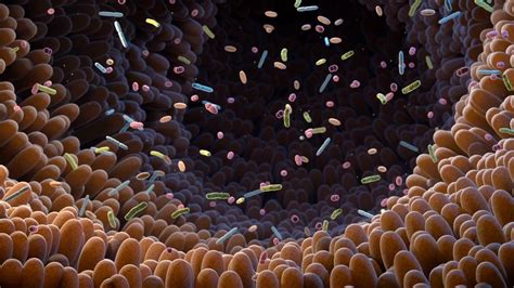 Il Microbiota Intestinale Potenzia L Immunoterapia