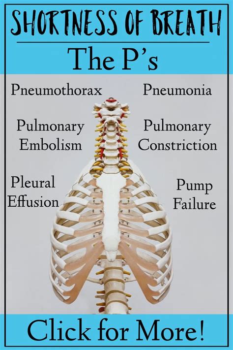 An Image Of The Back Of A Skeleton With Words Above It That Read