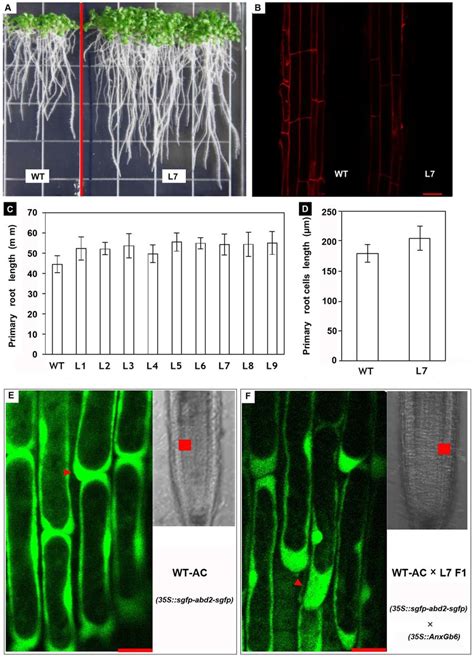 Phenotypes Of Transgenic Anxgb Arabidopsis Plants A Arabidopsis