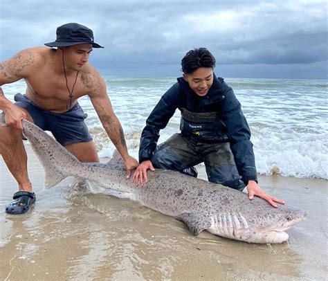Student Researcher Uses Dna To Study Sharks Off Southern Californias