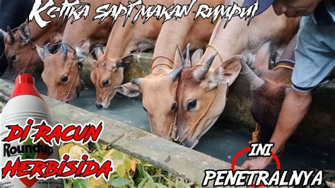 Ini Solusinyaketika Sapi Makan Rumput Yang Di Semprot Herbisida Youtube