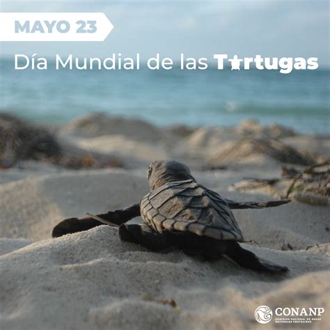 Día Mundial de las Tortugas Comisión Nacional de Áreas Naturales