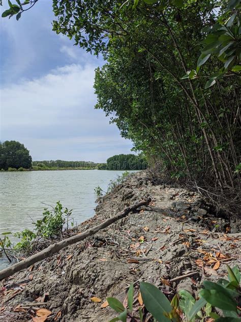 Mangrove Forests in Indonesia Stock Photo - Image of flower, leaf ...