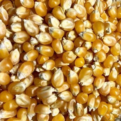 Dried Yellow Maize Seed For Food Processing Packaging Type Loose At