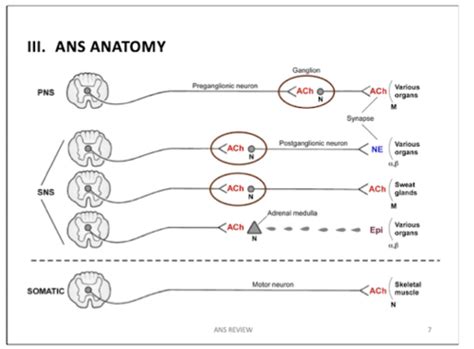 ANS ANATOMY AND PHYSIOLOGY Flashcards Quizlet