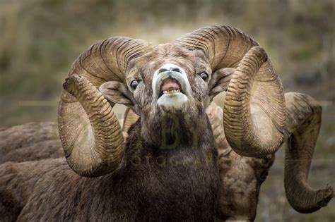 Bighorn Sheep Weight Of Ebba Neille