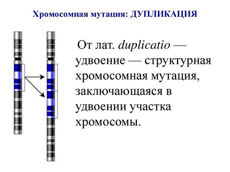 Хромосомы. Строение хромосомы. Центромера и хроматида - презентация онлайн
