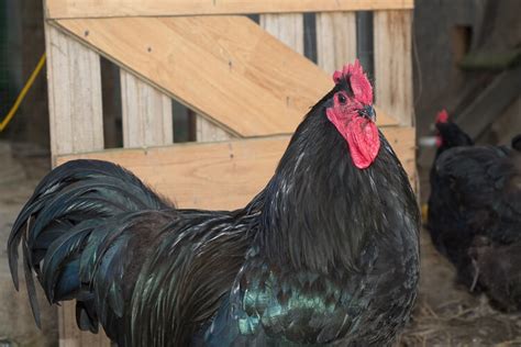 Jersey Giant All You Need To Know Size Color Varieties And More Chickens And More