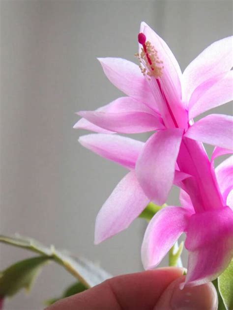 Gardening 101 Christmas Cactus Gardenista Web Story Gardenista