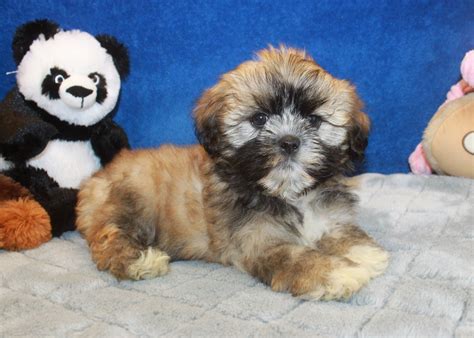 Lhasa Apso Puppies For Sale Long Island Puppies