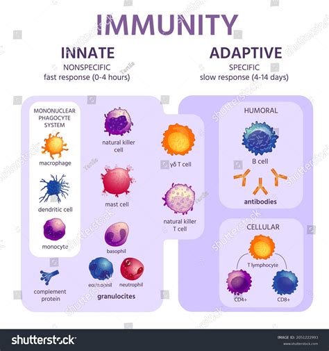 Innate Immunity Cells