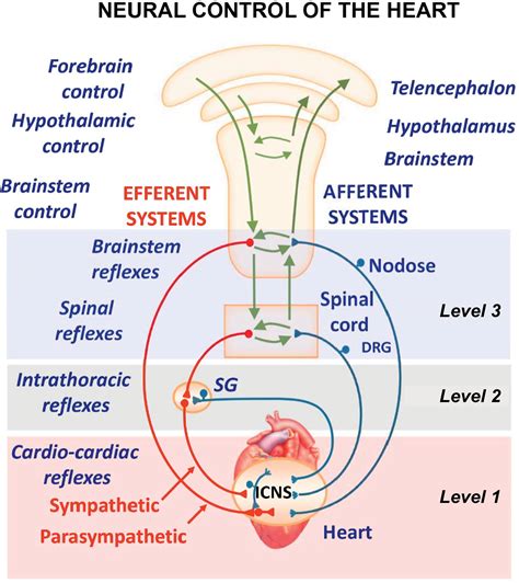 Cardiac Neuroanatomy Imaging Nerves To Define Functional Control