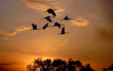 Wallpaper Sunset Sky Shadow Silhouette Sunrise Evening Morning Dusk Cloud Dawn Bird